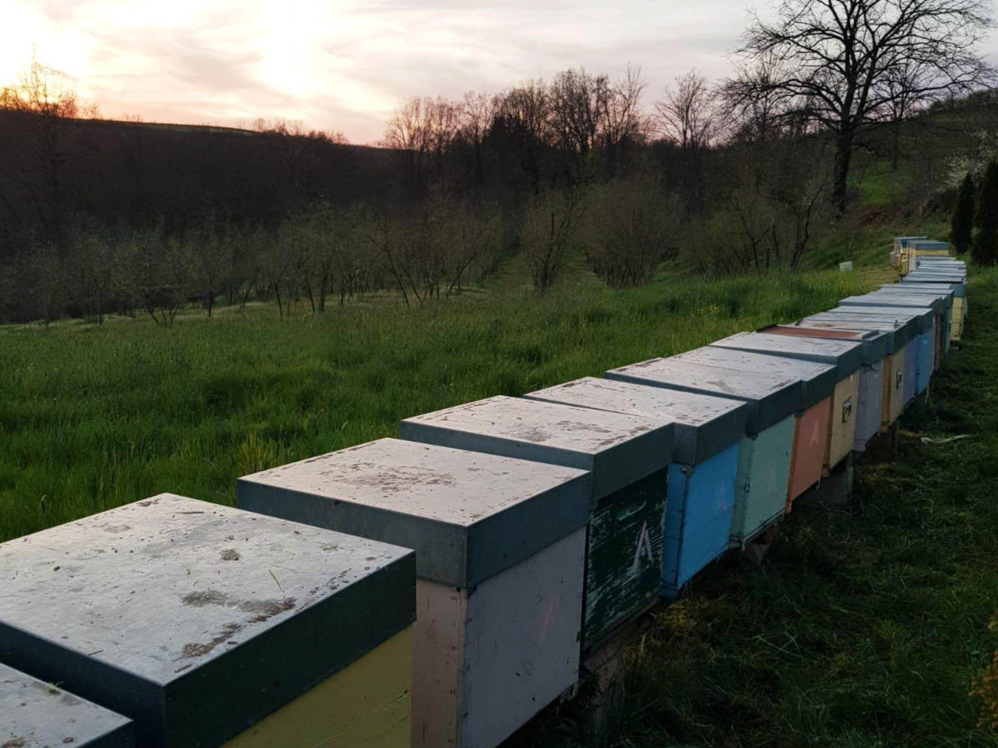 Beekeeping Tour and Honey Tasting Experience in Monferrato - photo 3