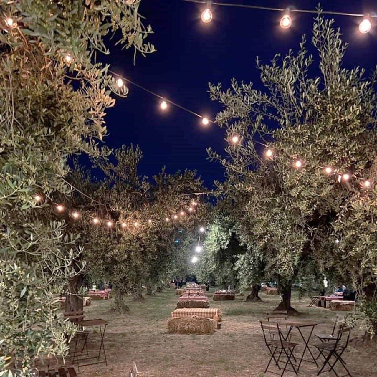 Pic Nic among Olives and Vineyards - photo 4