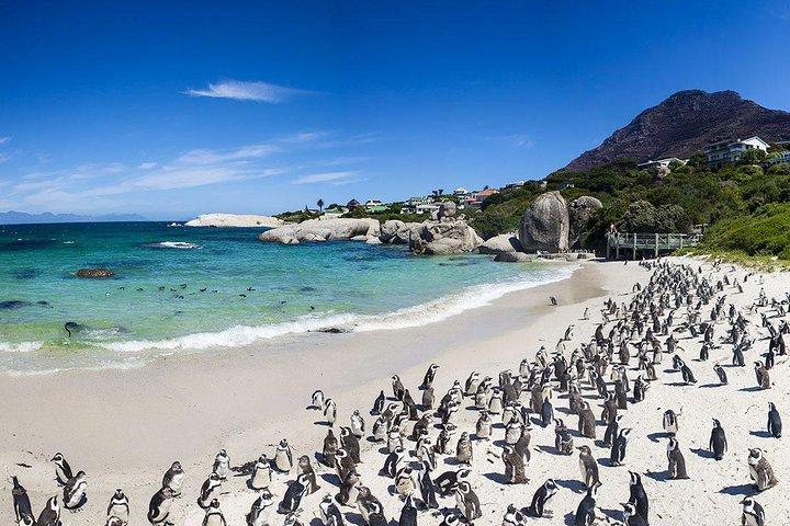 CAPE TOWN , PRIVATE TOUR , CAPE PENINSULA PENGUIN FULL DAY - photo 5