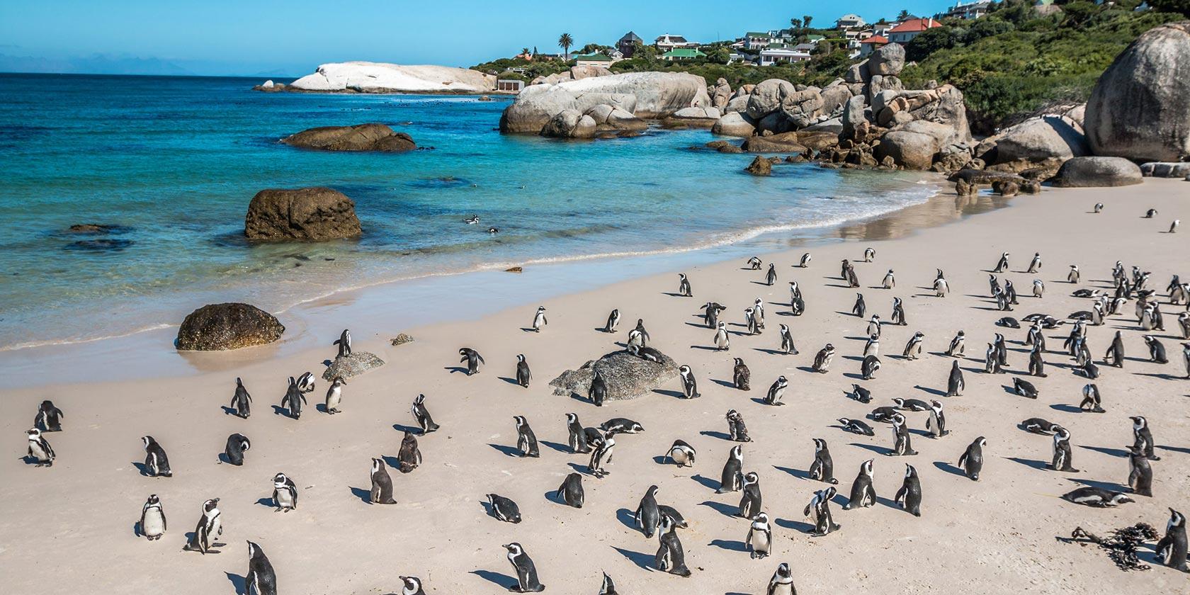 CAPE TOWN, NELSON MANDELA GATEWAY & CAPE PENINSULA PENGUIN TOUR - photo 2