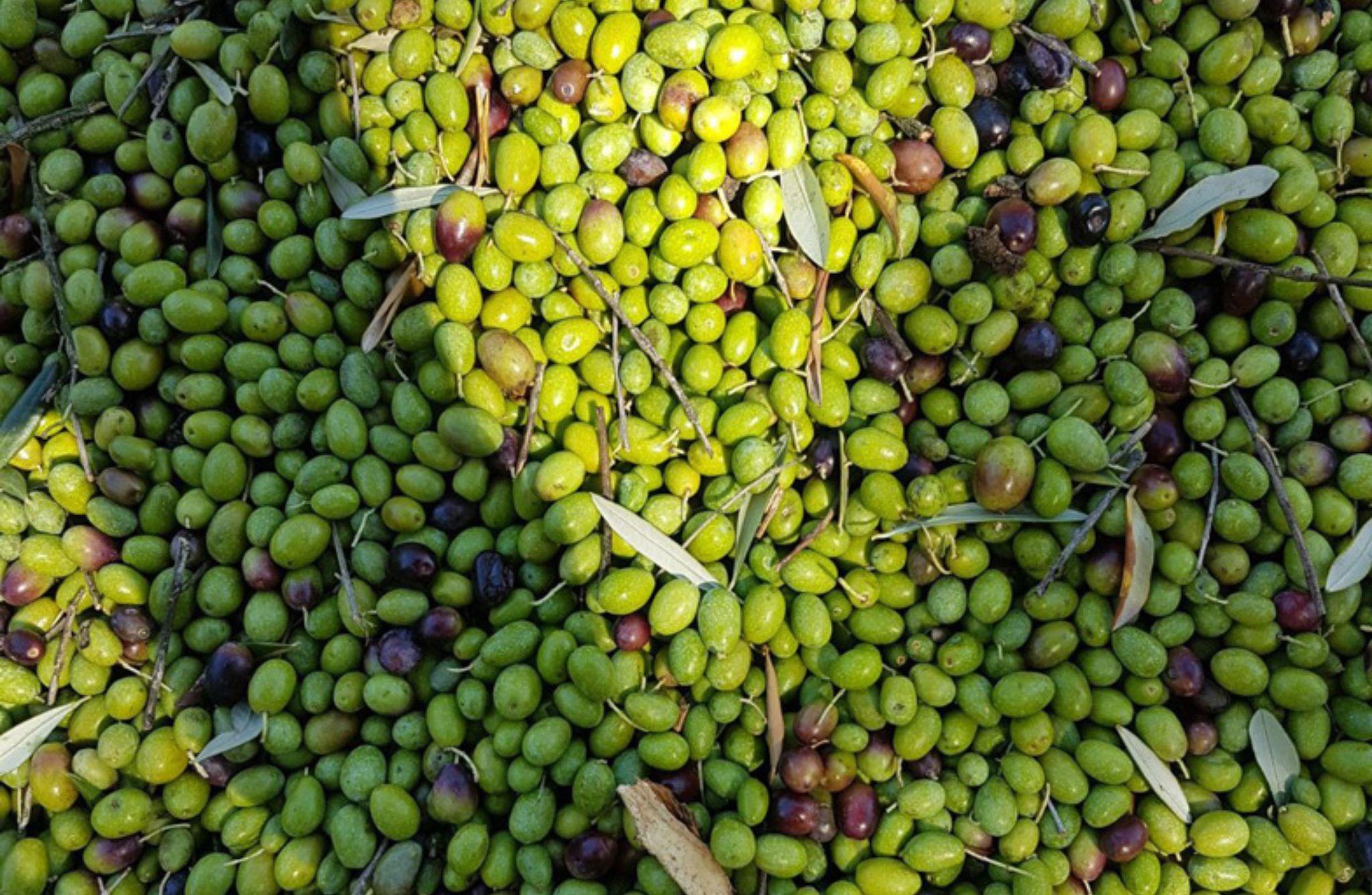 Olive Mill Tour & Tasting with Food near Gubbio & Perugia - photo 4