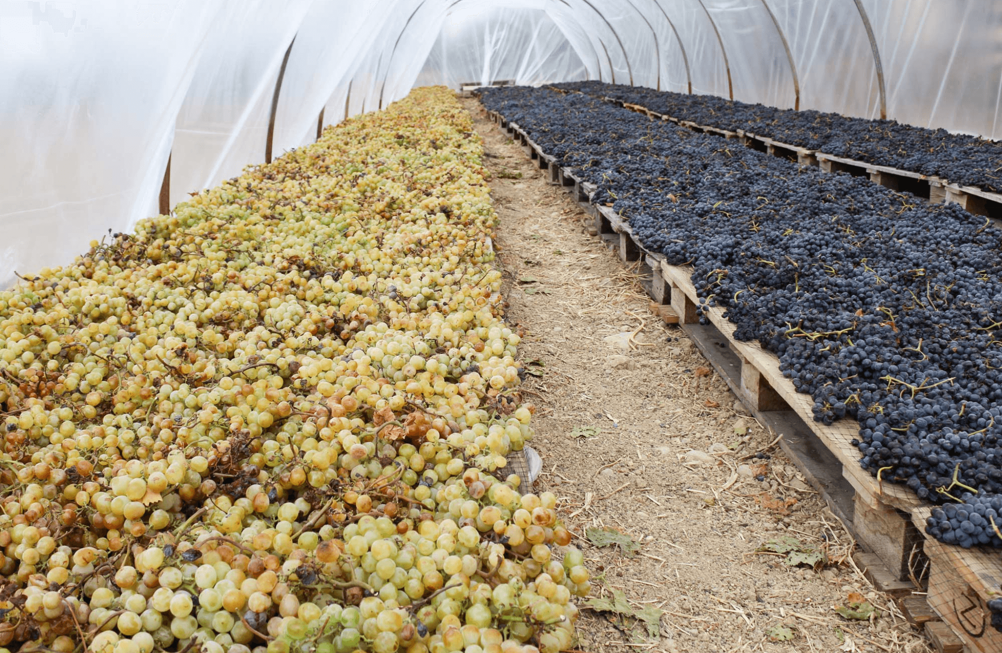 Winery visit & Tasting in Marsala - photo 5