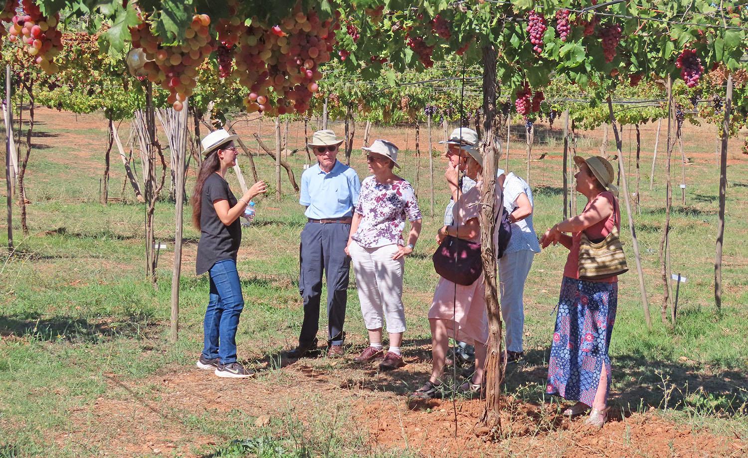 Wine tour and tasting in Almería - photo 2