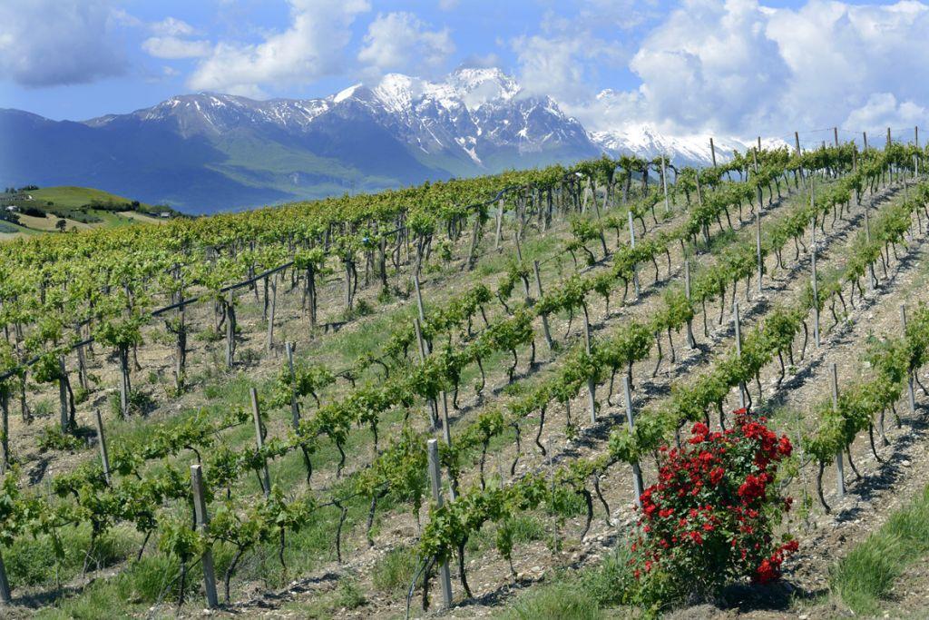  Visit and Tasting at the San Lorenzo's winery, among old houses and of its green coutryside - photo 5