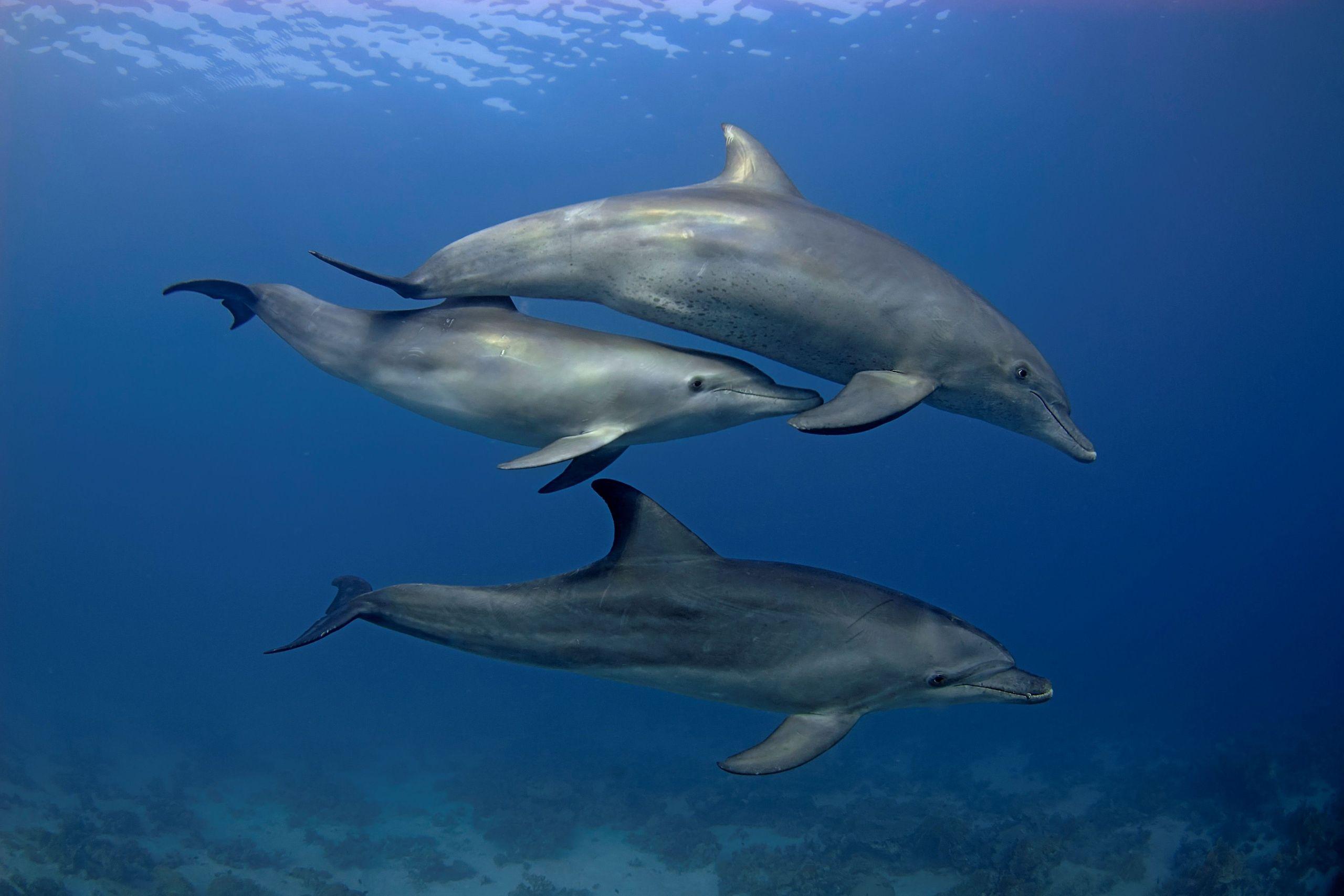 Sataya Reef Dolphin House Marsa Alam Snorkeling Tour - photo 4