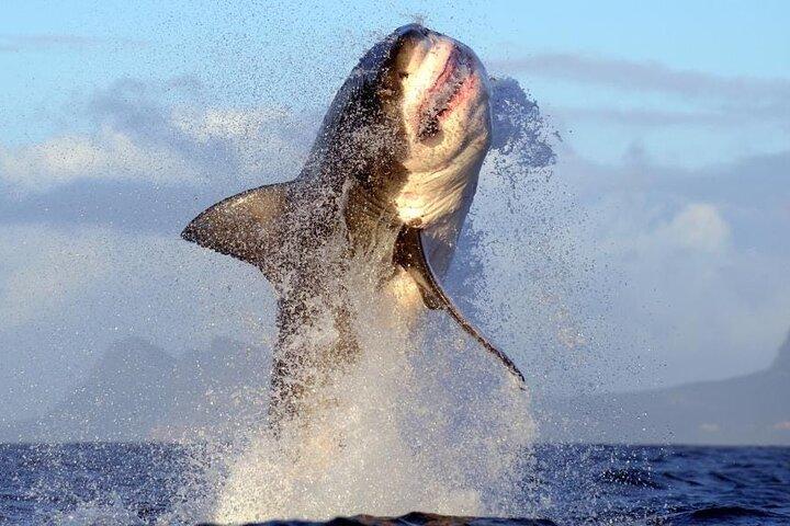Shark Cage Diving in Gansbaai - photo 2