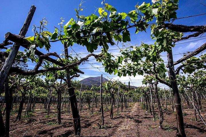 Pompeii Ruins & Mt.Vesuvius with Lunch & Wine Tasting from Rome - photo 4