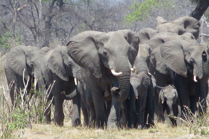 Things To Do In Victoria Falls Combo 5 - photo 3