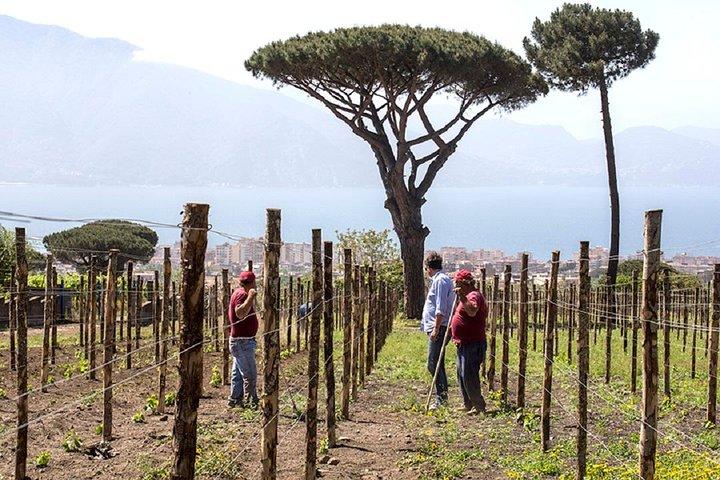 Pompeii Ruins & Wine Tasting with Lunch on Vesuvius with Private Transfer - photo 5