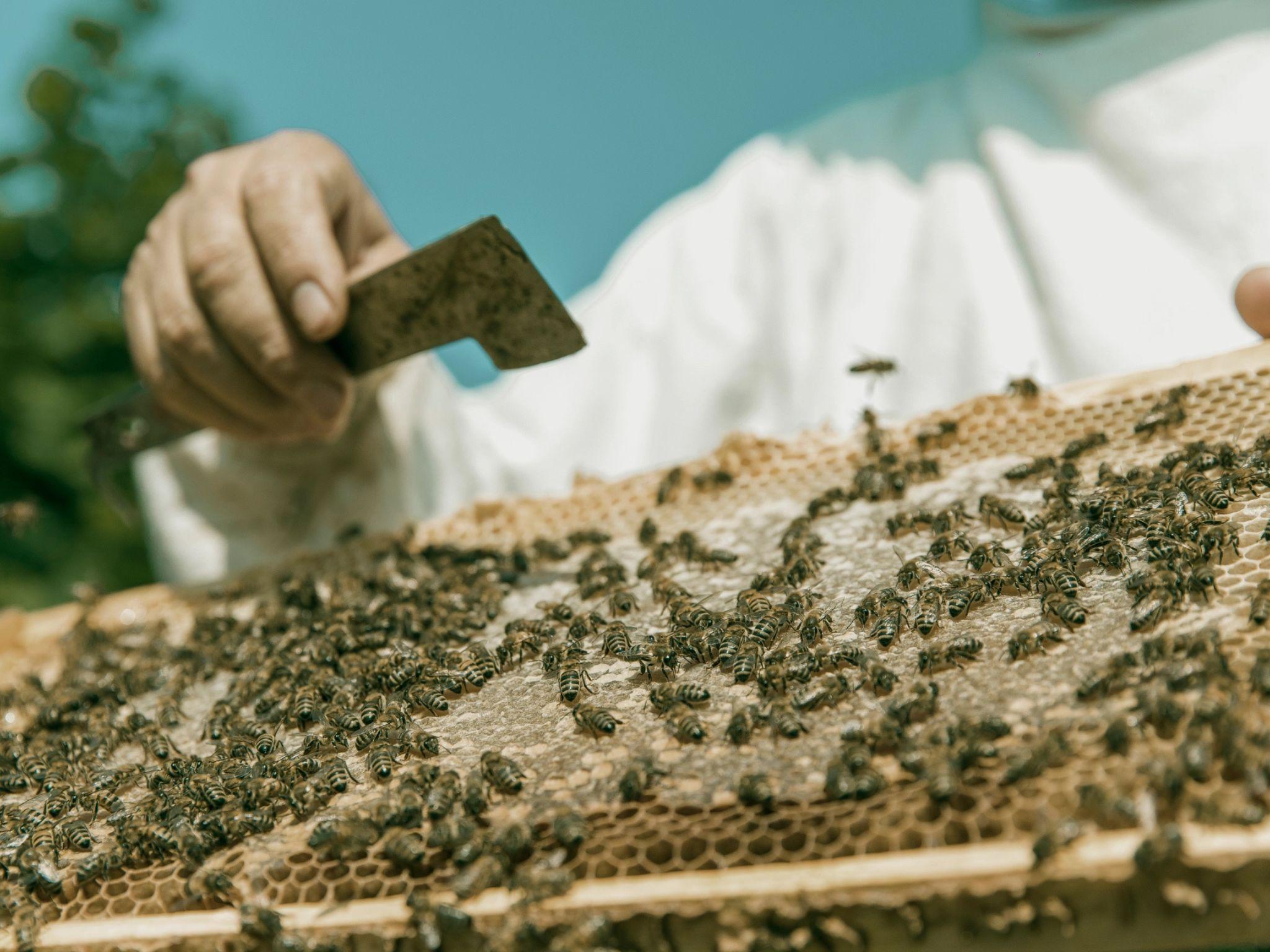 Beekeeping Tour and Honey Tasting Experience in Monferrato - photo 4