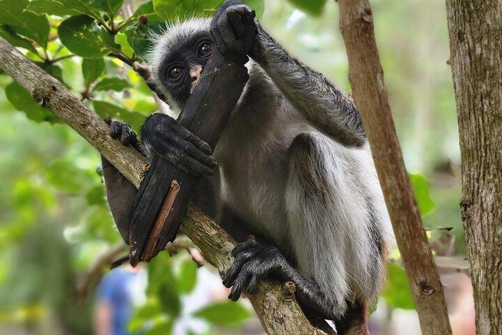 Jozani Forest & Spice Farm Tour – Zanzibar Nature Experience - cover photo