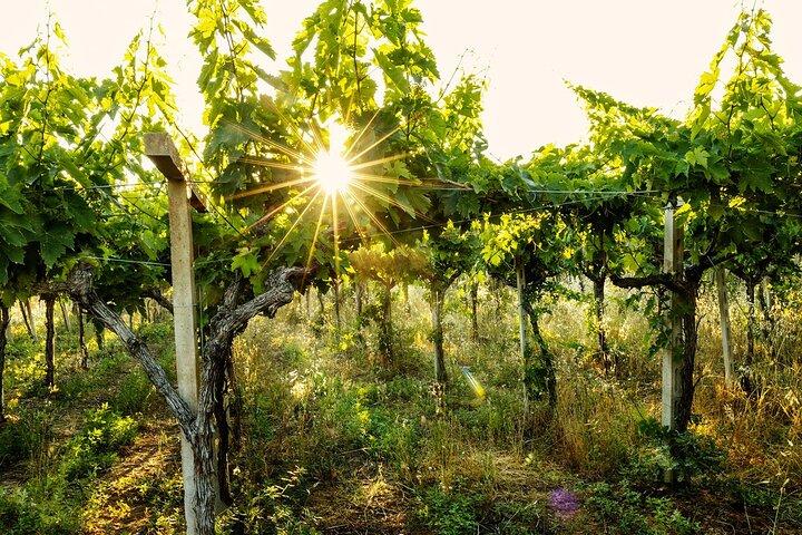 Wine Tour Between History and Tastings at the Feudo Antico Winery - cover photo