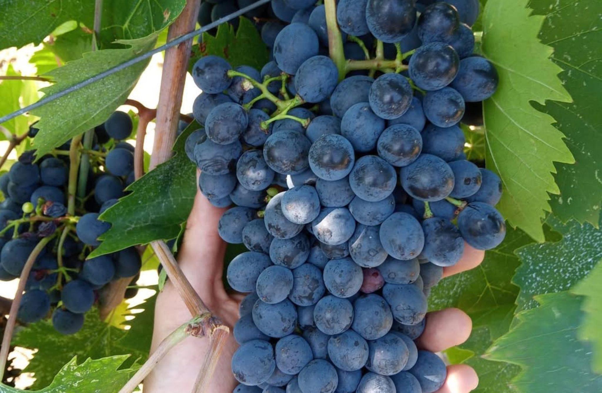 Winery Tour with Wine & Food Tasting near Riccione & Rimini - photo 5