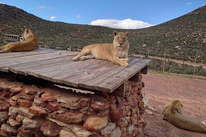 Cape Town Big 5 Safari Game Drive Full Day Tour with Lunch - photo 4