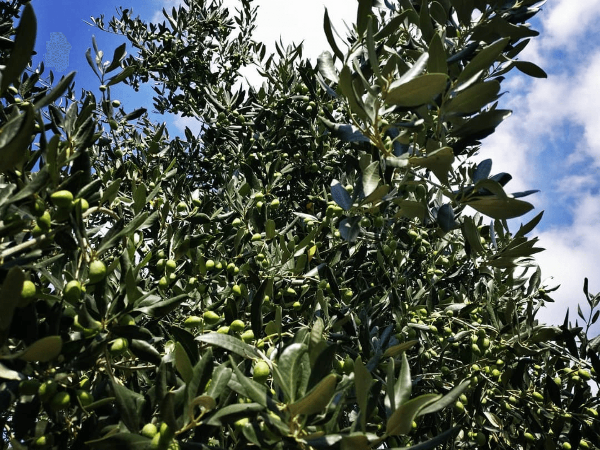 Olive Mill Tour and Tasting in the Padua Hills - photo 4