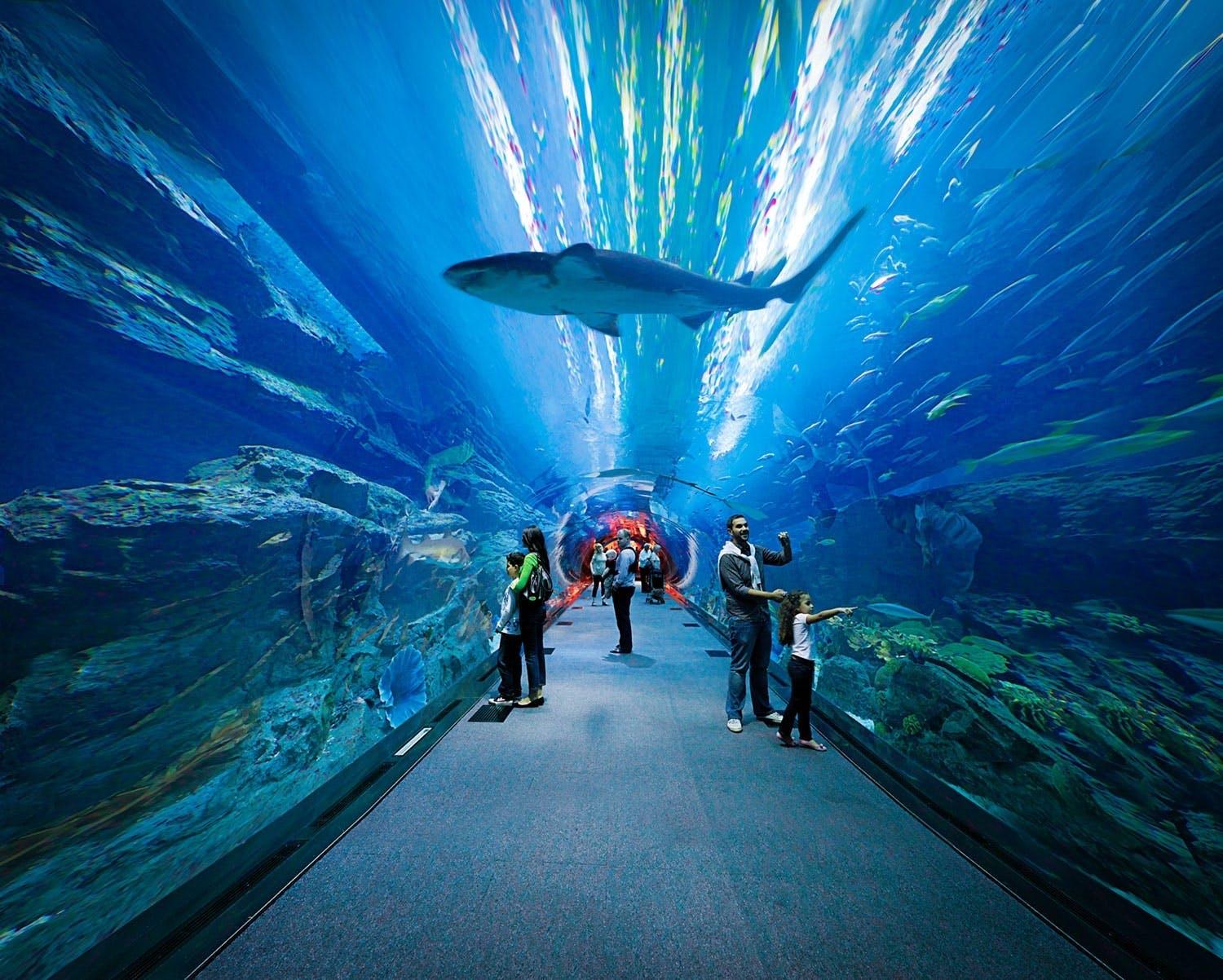 Burj Khalifa 124/125th floor visit, Dubai Mall shopping, Aquarium & Zoo tour & Marina Dhow Cruise with Dinner  with  Roundtrip  Transfer - cover photo