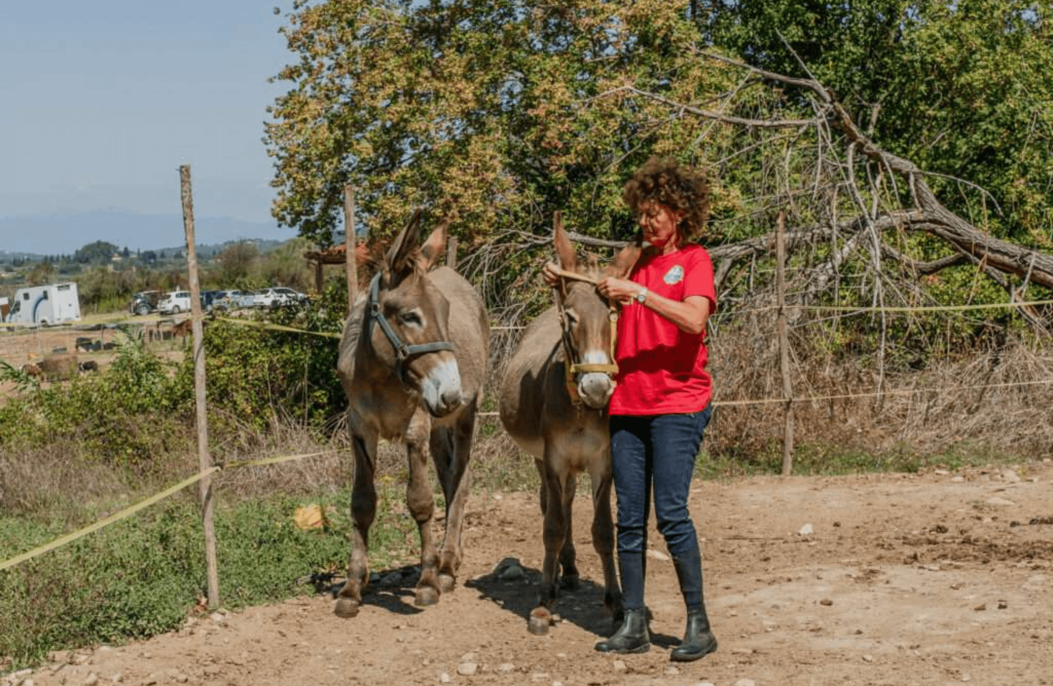 Walk with Donkeys in the Olive Orchard near Florence - photo 4