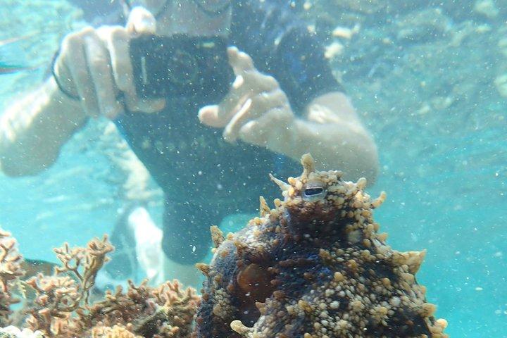Snorkeling Tour - cover photo