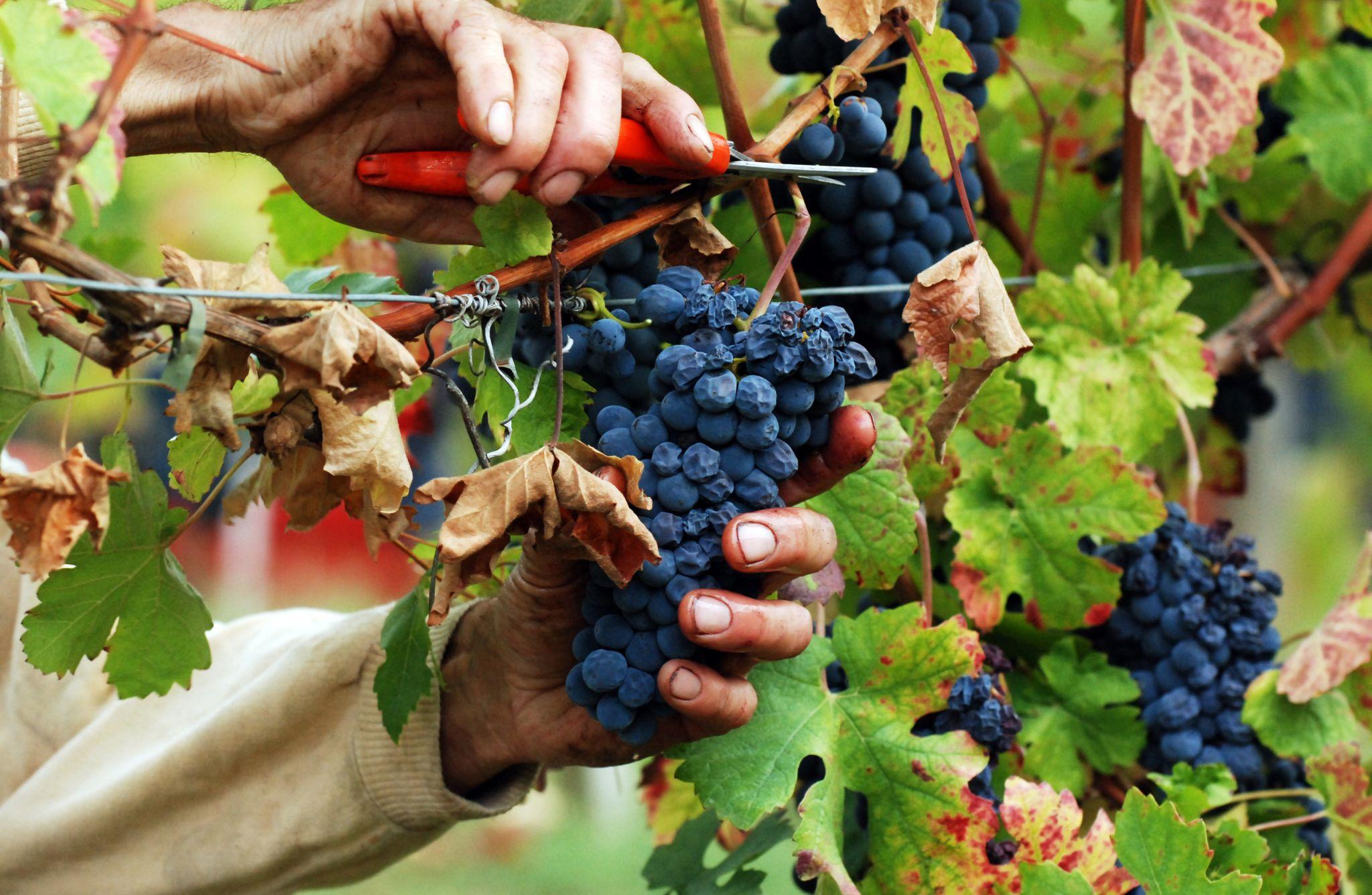 Winery Tour with Wine Tasting & Local Food near Tortona - photo 3