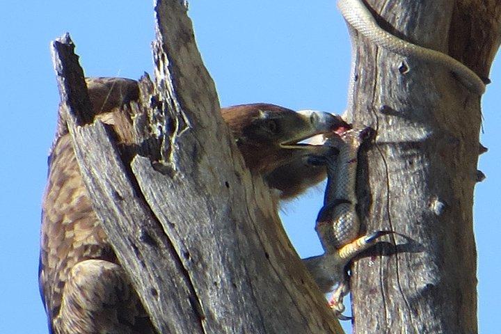 Hwange Overnight Safari Camping - photo 3