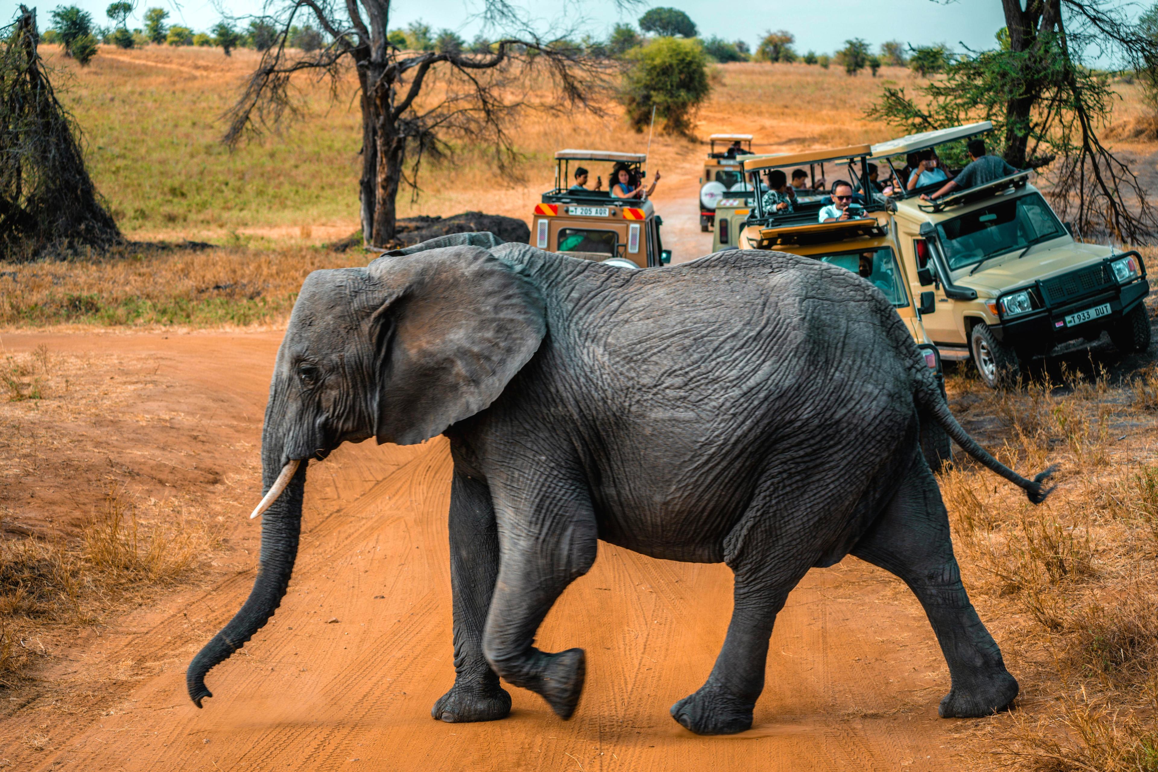 2-Day Tanzania Safari | Tarangire & Ngorongoro Big Five Experience - cover photo