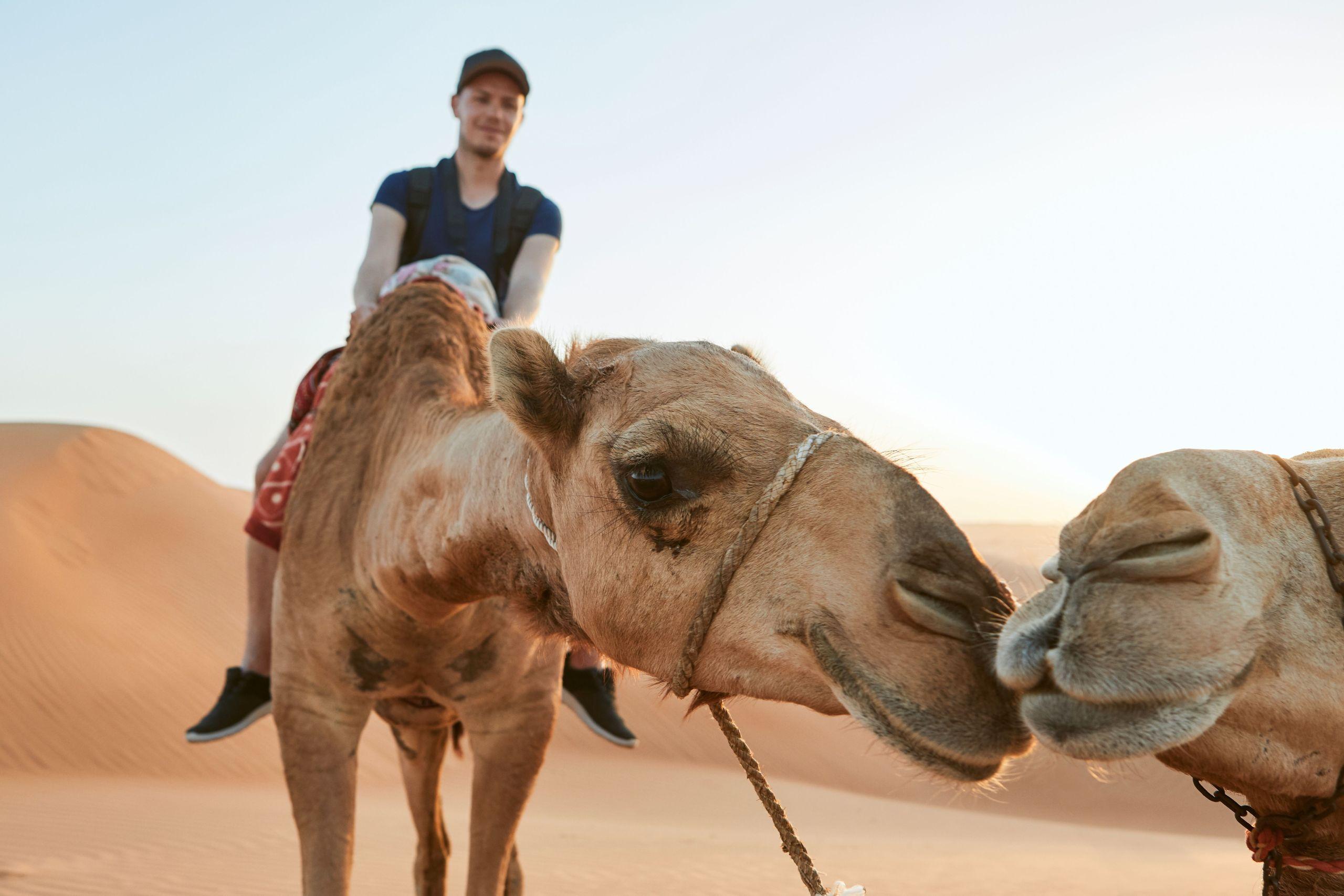 Desert Camel Riding Marsa Alam Tour for 2-Hour with Transfer - cover photo