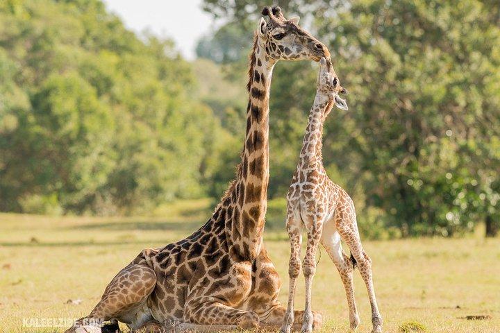 Cape Town 2-Days Luxury Overnight Big Five Safari game Reserve  - photo 3