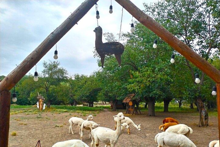 Private All Inclusive Shamakhi Alpaca and Wine Tour - photo 2