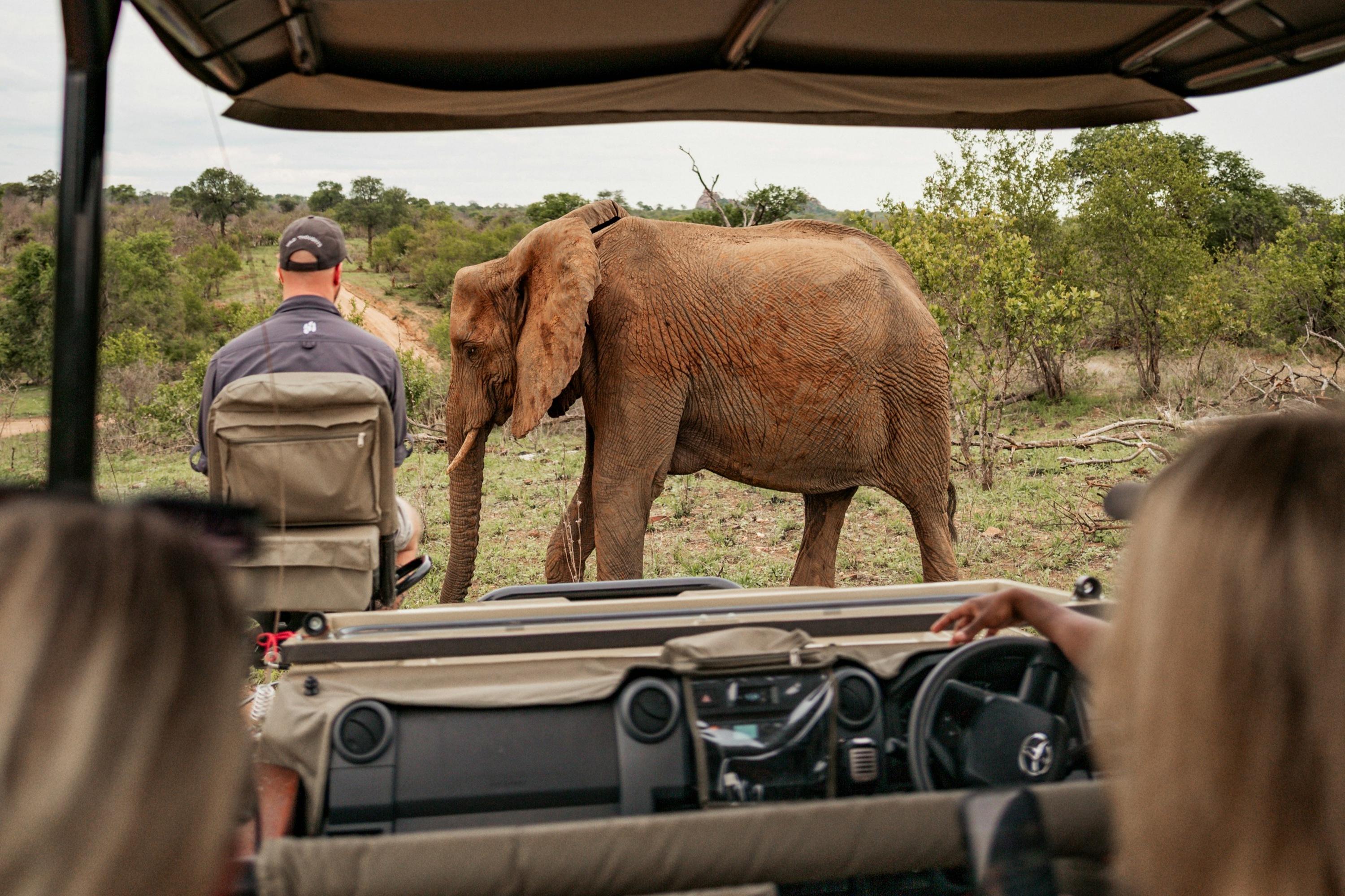 Tanzania Safari: Serengeti, Ngorongoro & Lake Manyara | Big Five Wildlife Experience - cover photo
