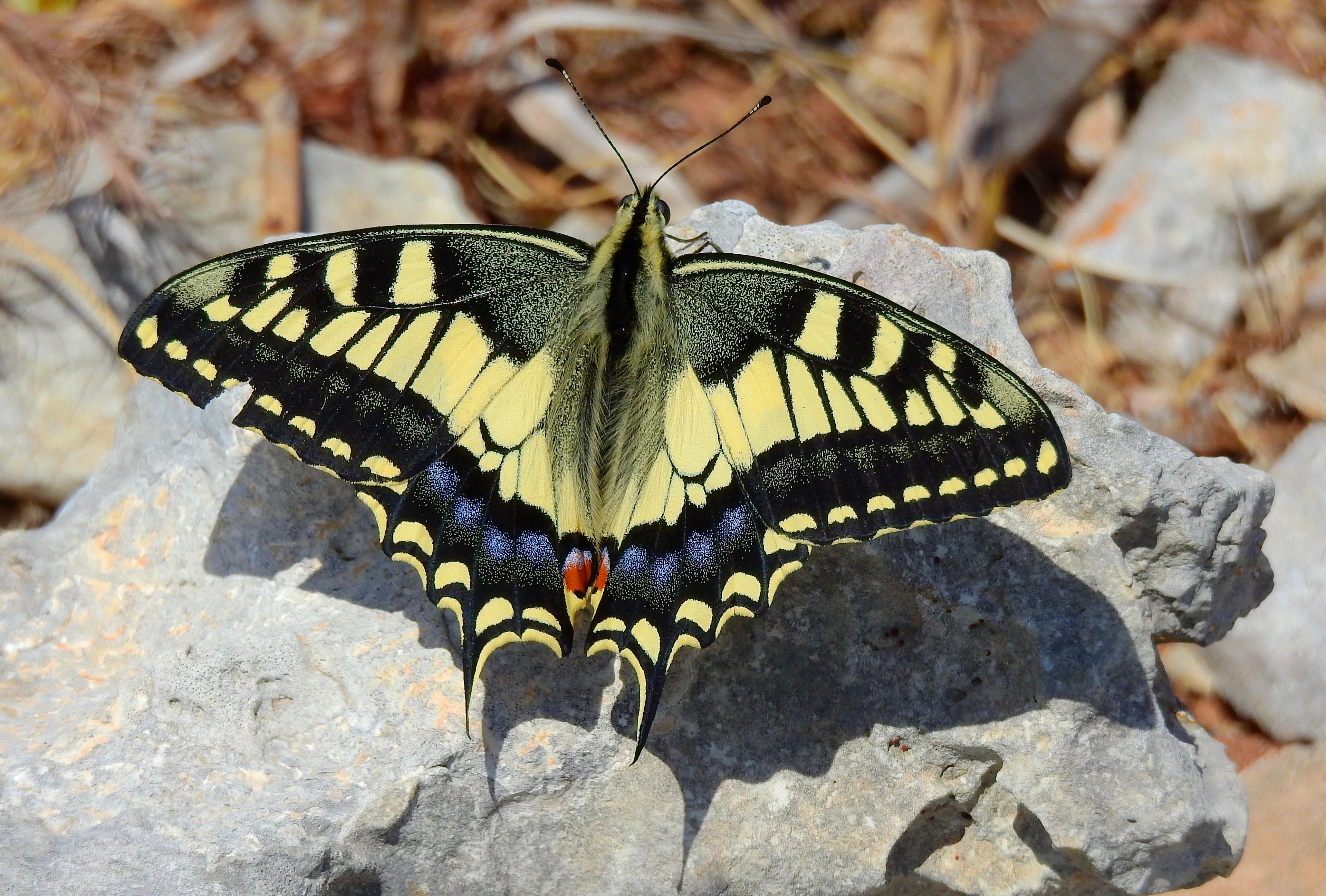 Mistra Valley & Selmun Nature Walking Tour (Private Tour) - photo 4