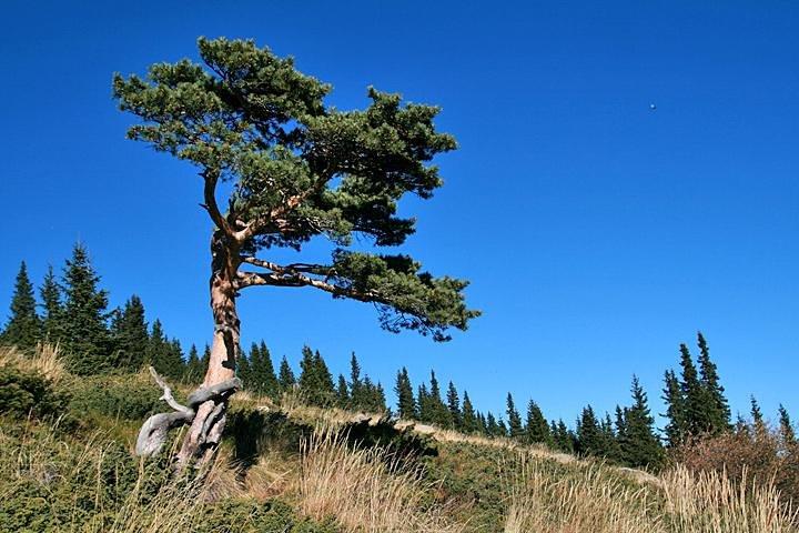 activity image