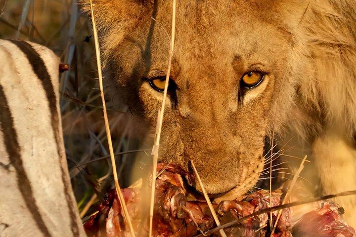 Tanzania Safari: Serengeti, Ngorongoro & Lake Manyara | Big Five Wildlife Experience - photo 4