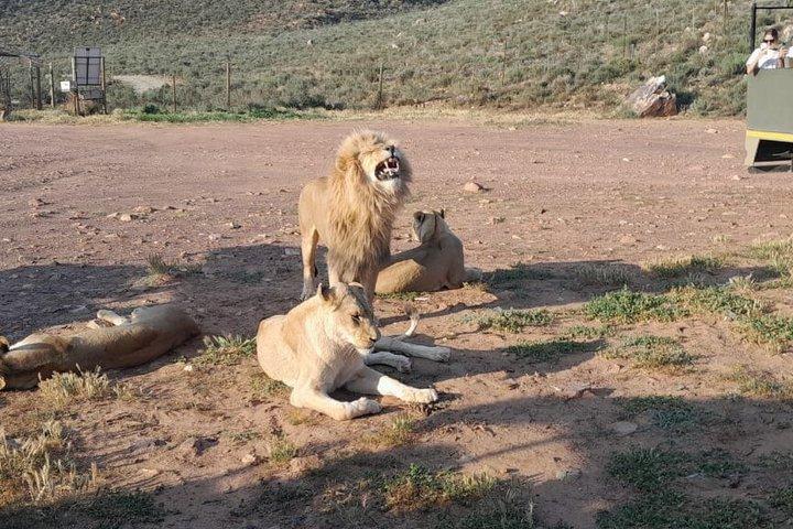 Cape Town Sunset Big 5 Safari with Snacks and Wine Tasting - cover photo