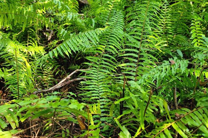 Jozani Forest & Spice Farm Tour – Zanzibar Nature Experience - photo 5