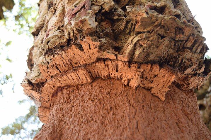 Évora Cork & Castle: From Cork Oak to Evoramonte — Private Tour - photo 2