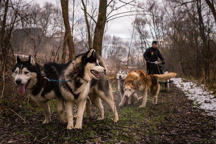 Kraków- An Unforgettable Adventure With Full Dog Sled Ride  - photo 5