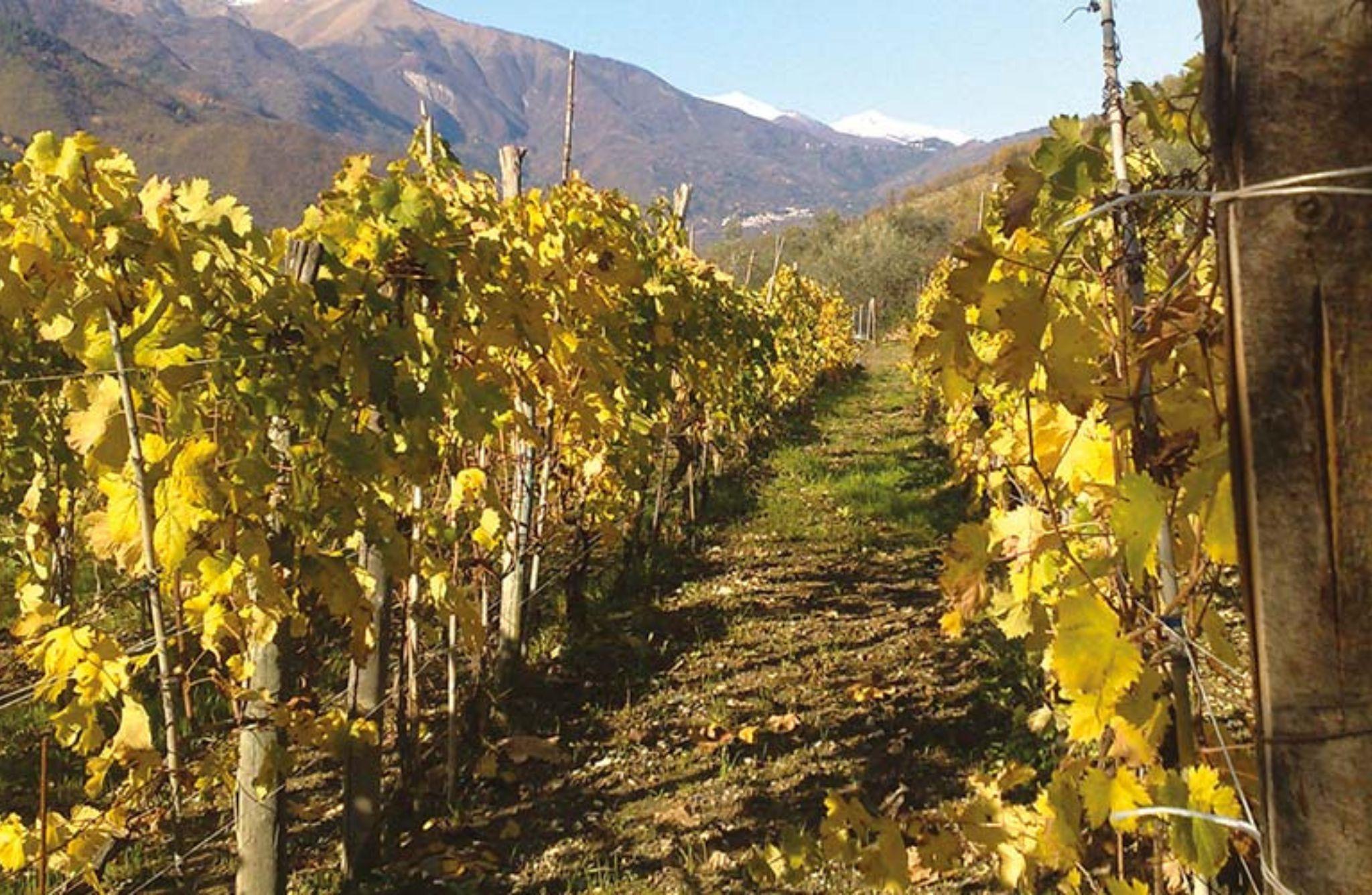 Vineyard Tour with Wine Tasting and Light Lunch near Imperia - photo 4