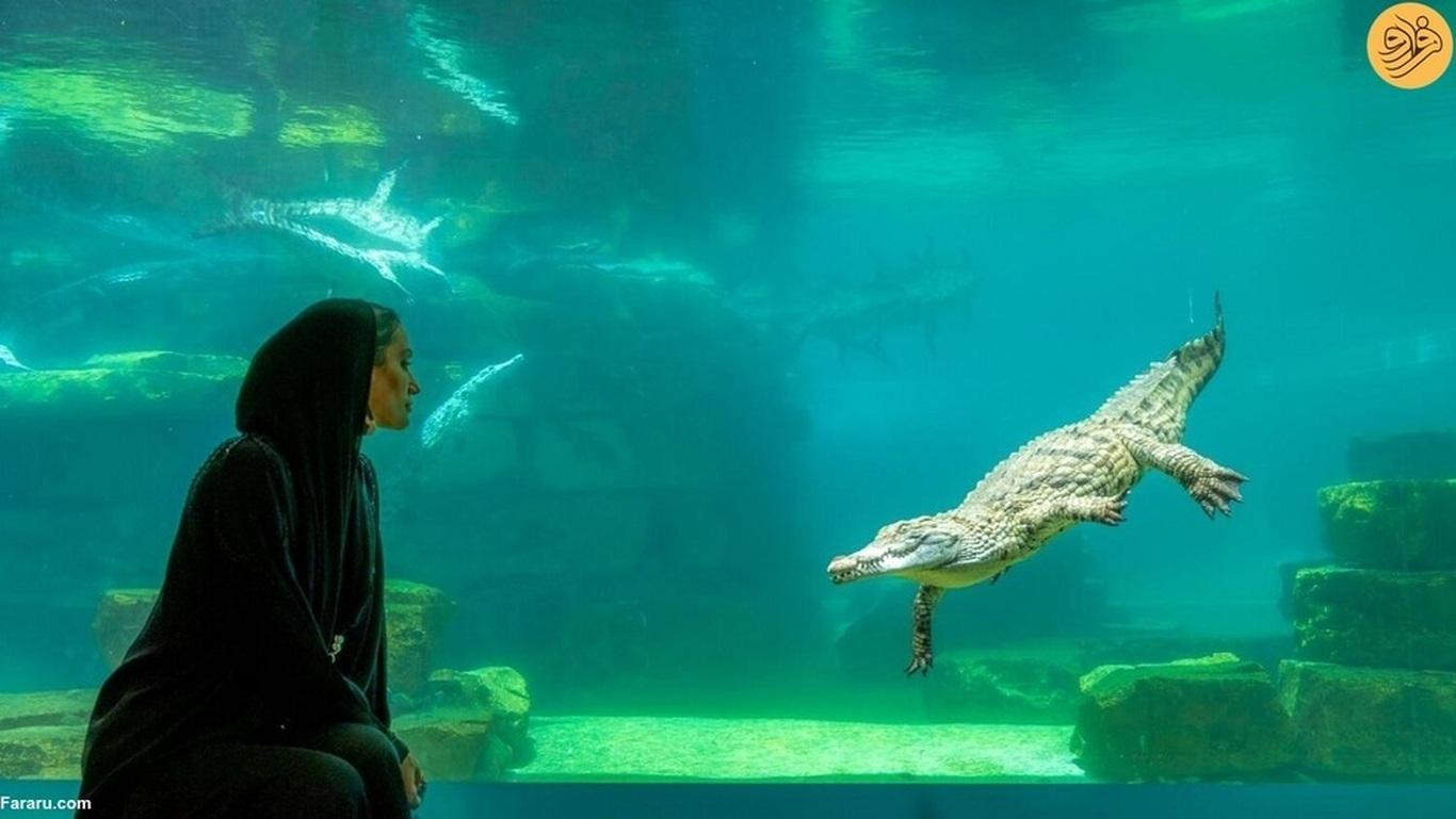Dubai Crocodile Park Tour with Private Transfers - photo 3