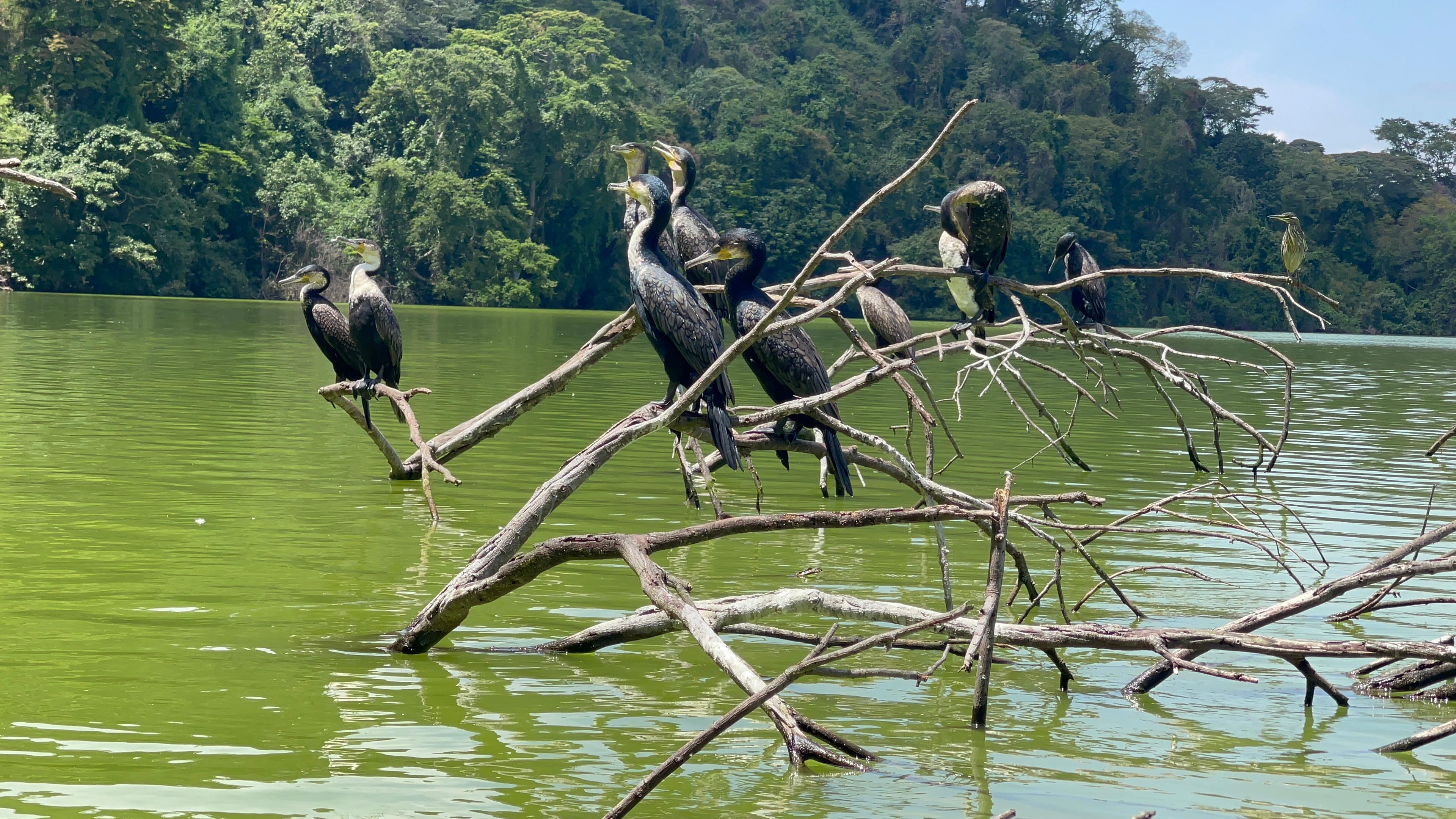 Arusha: Lake Duluti Canoeing | Bird Watching  | Nature Walk Day Tour - photo 5