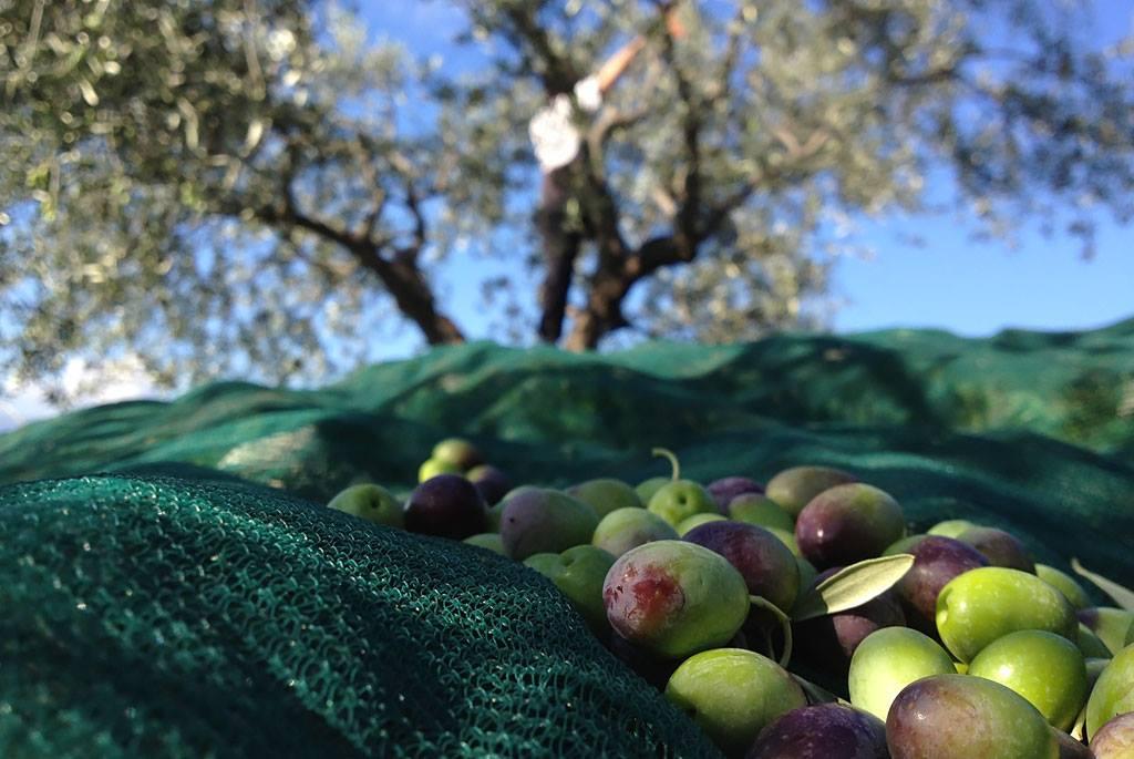 Visita l'azienda agricola Garra  degusta l'olio e i suoi prodotti - cover photo