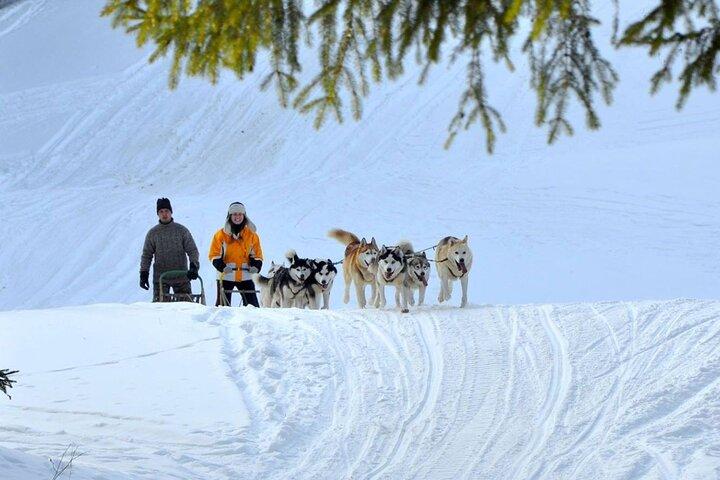 Kraków- An Unforgettable Adventure With Full Dog Sled Ride  - photo 2