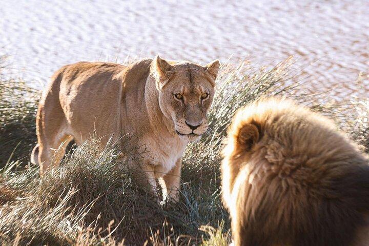 Cape Town Big 5 Safari Game Drive Full Day Tour with Lunch - cover photo