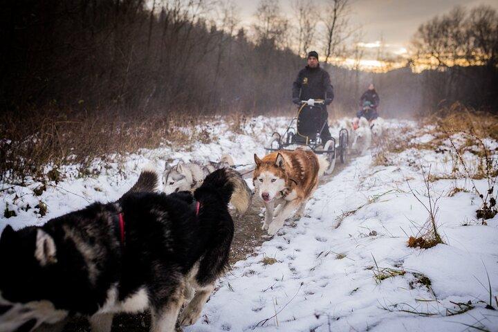 Kraków- An Unforgettable Adventure With Full Dog Sled Ride  - photo 4
