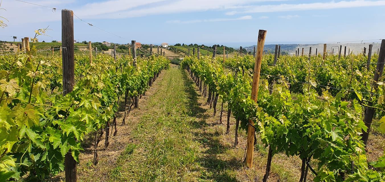 Visita la cantina Pian di Mare - cover photo