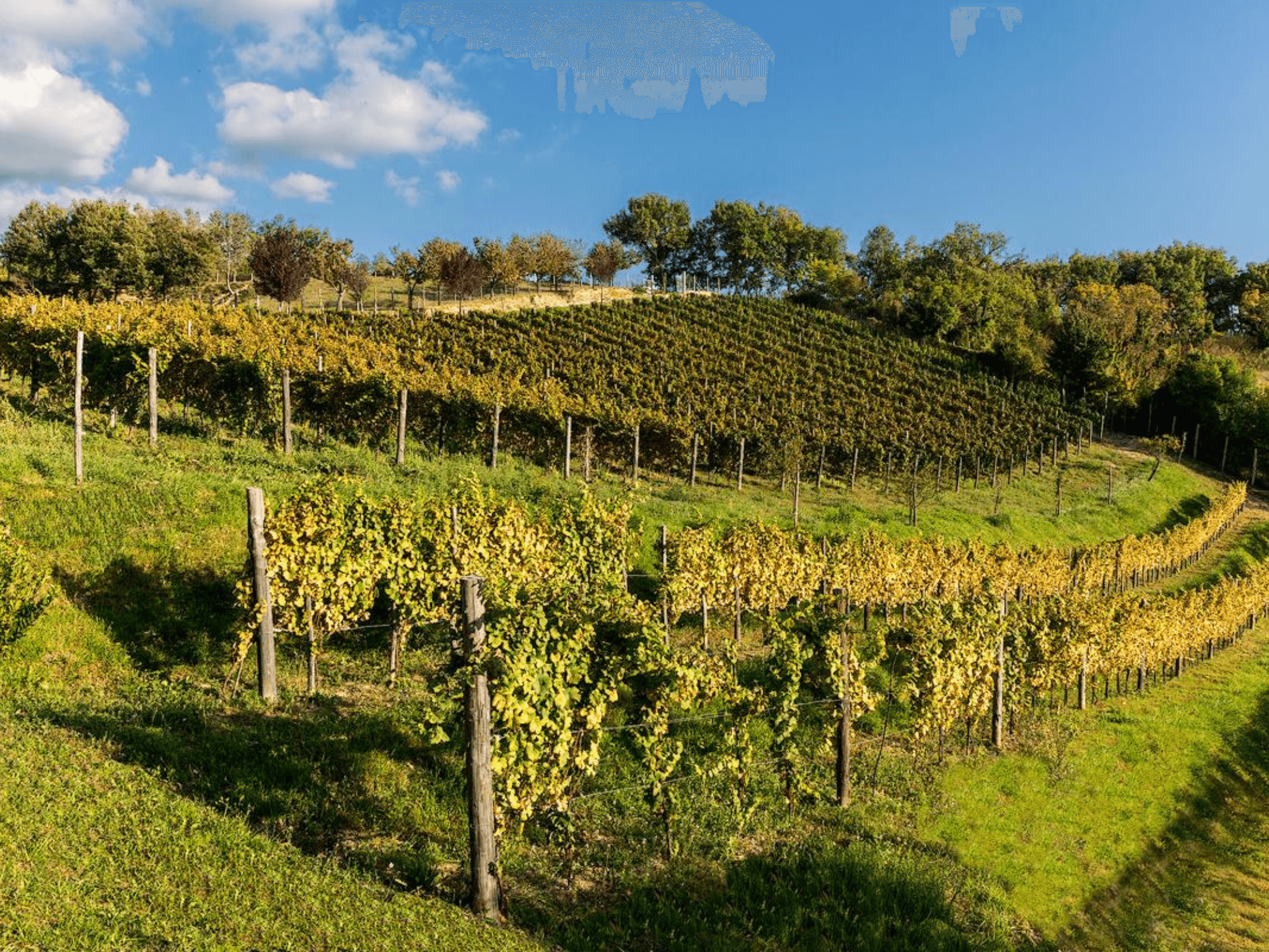 Winery Tour and Wine Tasting in Rieti Countryside - cover photo