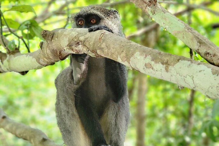 Jozani Forest & Spice Farm Tour – Zanzibar Nature Experience - photo 3