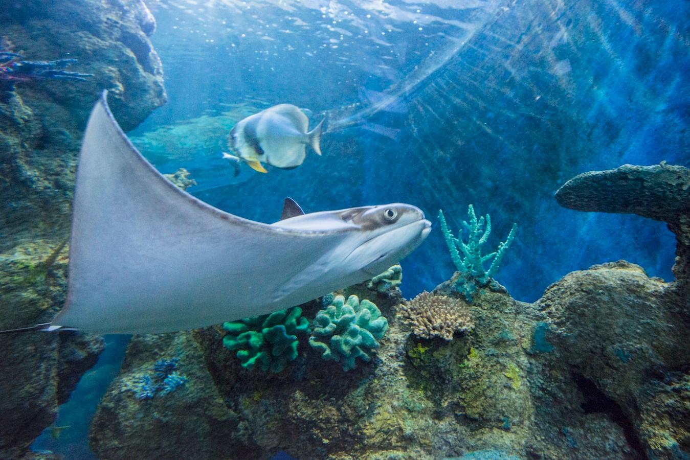 Malta National Aquarium Entry Ticket - photo 4