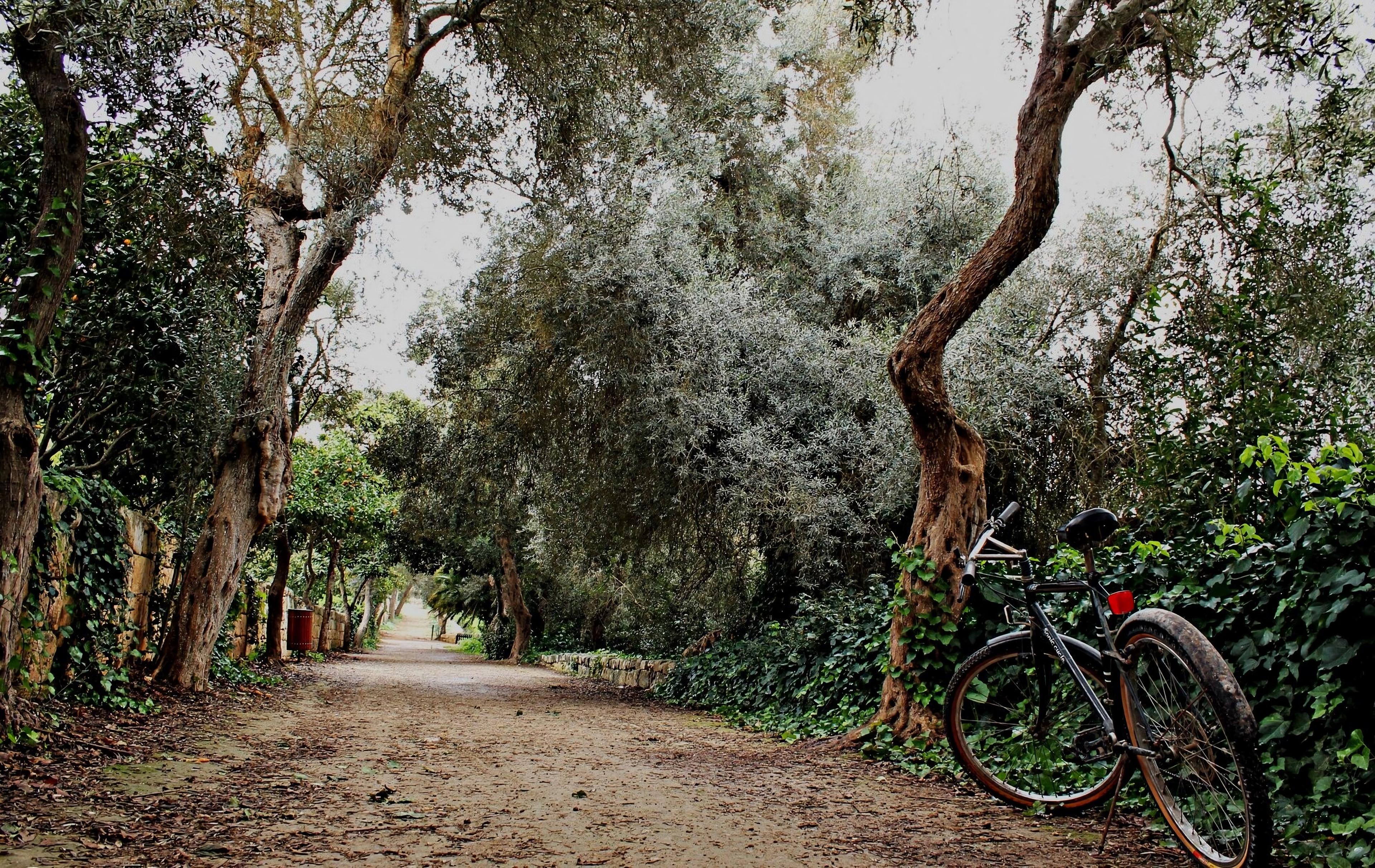 Buskett Woodlands & Dingli Cliffs Nature Walking Tour (Private Tour) - photo 4