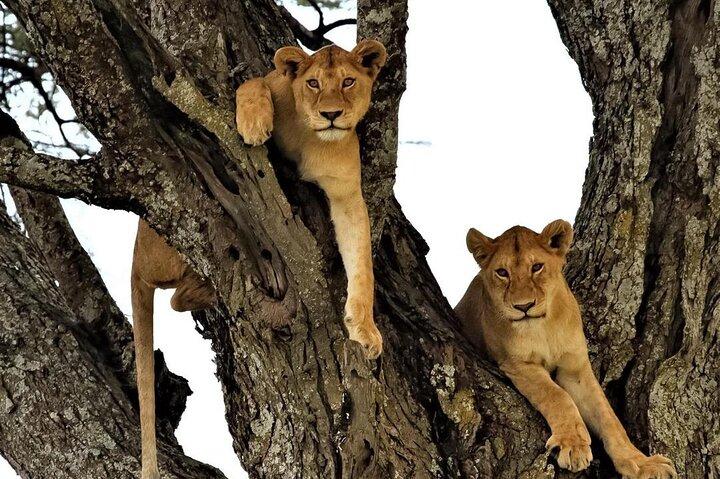Chobe Full Day & Livingstone Zambia Zimbabwe Falls Tour Combo  - photo 5