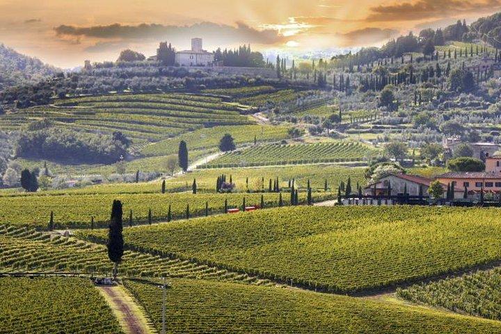 Livorno Shore Excursion: Exclusive Wine Experience - photo 4